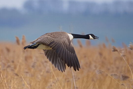 Stunning close up view of a large Canada Goose in flight on a nature reserve, flying just above the water and close to the rushes, with the bokeh background making the goose more prominent.
