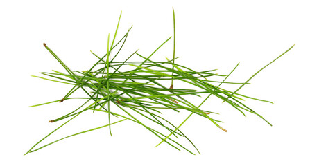 Conifer pine leaves, needles plant texture isolated on white background, top view