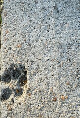 Concrete texture with an embedded paw print