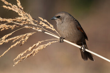 Bay winged Cowbird in Calden forest environment, La Pampa Province, Patagonia, Argentina.