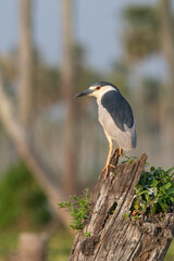 Black crowned Night Heron, Nycticorax nycticorax, Bañado La Estrella, Formosa Province, Argentina
