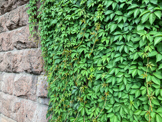 Close-up of a sturdy stone wall covered with lush, vibrant green ivy The leaves vary in size and shape, filtering sunlight to create depth and texture No signs of human intervention Soft lighting