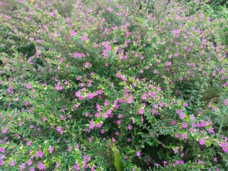 Cuphea hyssopifolia, an ornamental plant that is suitable for use as a ground cover plant, border plant, or pot plant
