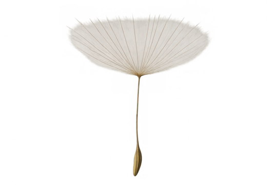 Dandelion seed flying, representing freedom, wish, hope, new beginning, fragility, lightness on transparent background