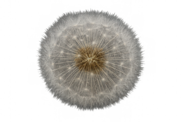 Dandelion seed head with delicate white pappus, ready for dispersal, on a transparent background