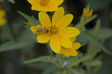 Goldenrod Soldier Beetle Close Macro View