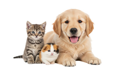 Adorable golden retriever puppy with a cute kitten and a calico cat sitting together, perfect for pet or animal related projects