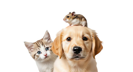 Obraz premium Adorable hamster sitting on a golden retriever puppy's head with a curious kitten nearby, pet friendship concept, perfect for animal lover content