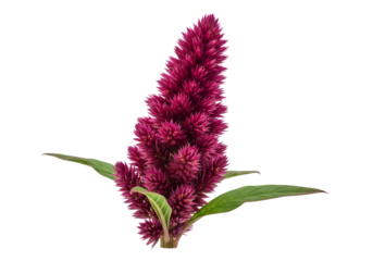 closeup of red amaranth flower on transparent background