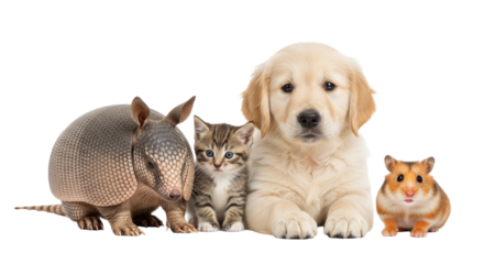 Armored armadillo, kitten, golden retriever puppy, and hamster together isolated on white background, ideal for pet care and animal friendship concepts