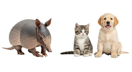 Armored armadillo, tabby kitten and golden retriever puppy sitting together on white background, cute pets trio