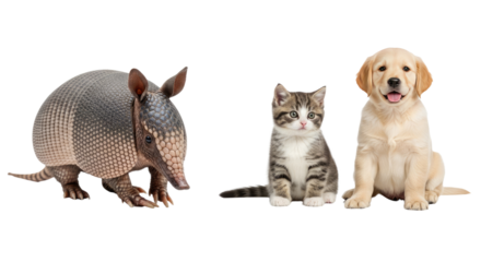 Armored armadillo, tabby kitten and golden retriever puppy sitting together on white background, cute pets trio