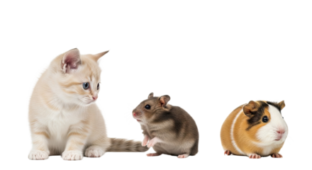 Curious kitten looking at a brown mouse and a guinea pig sitting on white background, cute small animals interacting, perfect for pet care or animal behavior topics