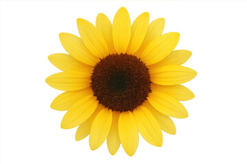 Fototapeta premium Bright yellow sunflower head blooming, showing petals and disc florets, on transparent background