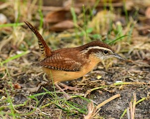 Carolina Wren scavenging for food.
