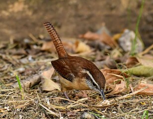 Carolina Wren scavenging for food.