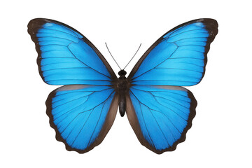 Obraz premium Blue morpho butterfly with open wings on transparent background
