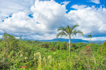 Naklejka premium Vibrant green flora and dramatic clouds in the Puracé National Park, Colombia, highlighting conservation efforts.