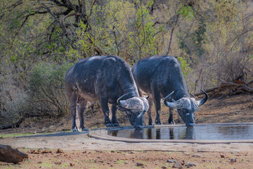 Fototapeta premium Pair of African Buffalo drinking