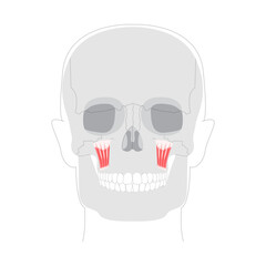Levator labii superioris - Human facial muscle shown in anatomy chart, elevates the upper lip enabling snarling or showing teeth, essential in anatomy education and clinical settings
