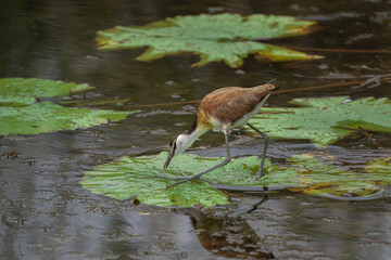 African Jacana waling among liliy - pads  in  south africa
