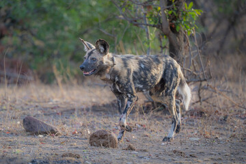 Painted wolf - African Wild Dog checking surroundings