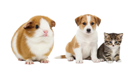Cute guinea pig, puppy, and kitten sitting together isolated on white background, adorable small pets group, perfect for pet care and animal themes