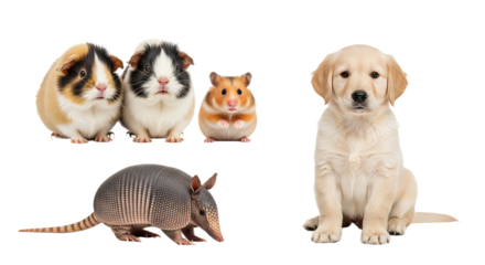 Cute guinea pigs, hamster, armadillo, and golden retriever puppy isolated on white, adorable small pets collection for pet lovers and animal care content