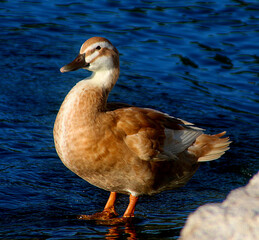 Duck by the Water