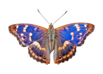 Butterfly isolated on white. Purple emperor butterfly (Apatura iris) isolated on a transparent background