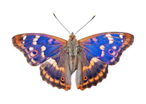 Butterfly isolated on white. Purple emperor butterfly (Apatura iris) isolated on a transparent background