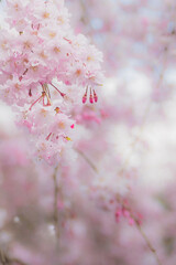 Dreamy Pastel Cherry Blossoms in Full Bloom