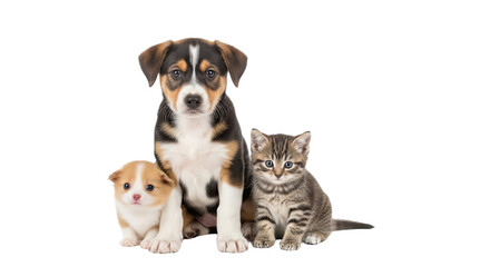 Plakat Cute puppy and kitten sitting together isolated on black background, adorable pets and animals, perfect for pet care and adoption concepts