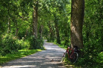 Summer day closeup of a red bike leaning against a tree in a lush green forest along the Illinois Prairie Path in suburban Chicago, Illinois.