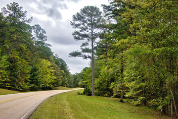 Autumn landscape of the Natchez Trace Parkway curving beside a tall Pine in a lush green forest in Mississippi.