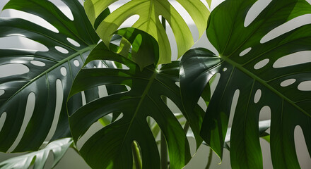 Close up of lush green monstera deliciosa plant leaves with natural light.