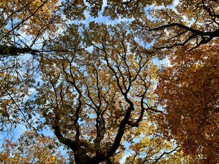 Autumn Tree Canopy Looking Up