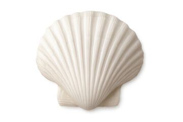 White scallop shell showing ocean natural marine beauty, isolated on transparent background, symbolizing beach and summer