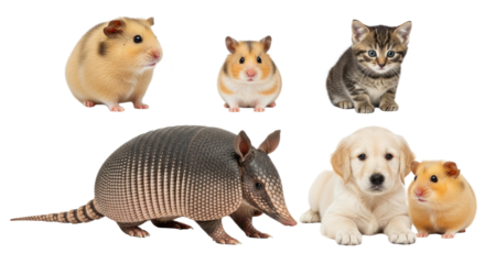Cute small pets including hamster, guinea pig, kitten, puppy, and armadillo isolated on white background, perfect for pet care and animal lovers