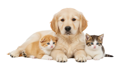 Golden retriever puppy lying down with two kittens on white background, adorable pet friendship, perfect for animal lovers and pet care themes