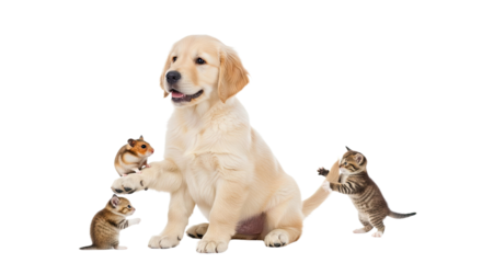 Golden retriever puppy playing with three small hamsters and a kitten on white background, cute animal interaction perfect for pet and animal themes