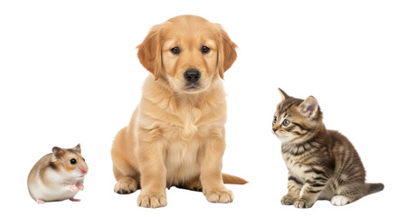 Fototapeta premium Golden Retriever puppy with striped kitten and hamster isolated on white background, adorable pets perfect for animal lovers