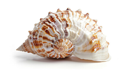 Obraz premium A detailed spiral seashell isolated on white background