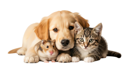 Golden retriever puppy, tabby kitten and hamster lying close together on white background, cute pet friendship concept, perfect for animal care and pet products