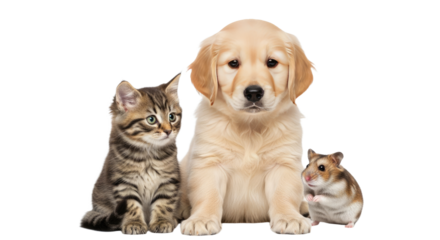 Golden retriever puppy, tabby kitten, and hamster sitting together isolated on white background, adorable pets perfect for pet care and animal friendship themes