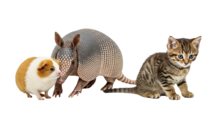 Guinea pig armadillo and tabby kitten isolated on white background, cute small pets together, perfect for animal and pet care content