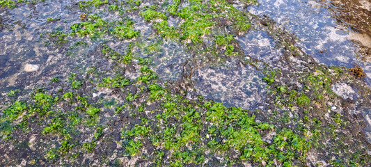 Beautiful Bright Green moss grown up cover the rough stones and on the floor in the beach	
