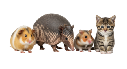 Guinea pigs, armadillo, and kitten isolated on white background, adorable pets comparison, perfect for animal care and veterinary themes