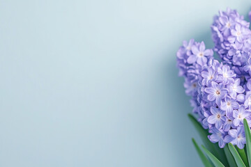 Obraz premium Closeup of purple hyacinth blossoms on a pale blue background, capturing delicate petals and soft light; serene natural beauty with gentle color harmony.