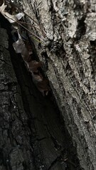 tree bark texture